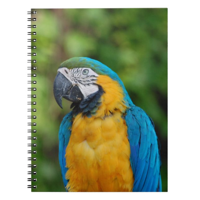 notebook _ parrot (Front)