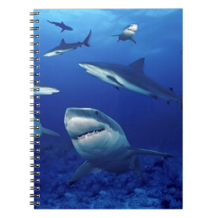 Notebook-Sharks Notebook