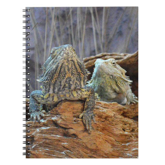 Notebook with two curious lizards (Front)