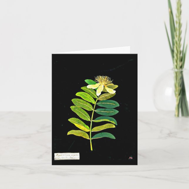 Notecard-Botanical Art-Mary Delany 12 Card (Front)