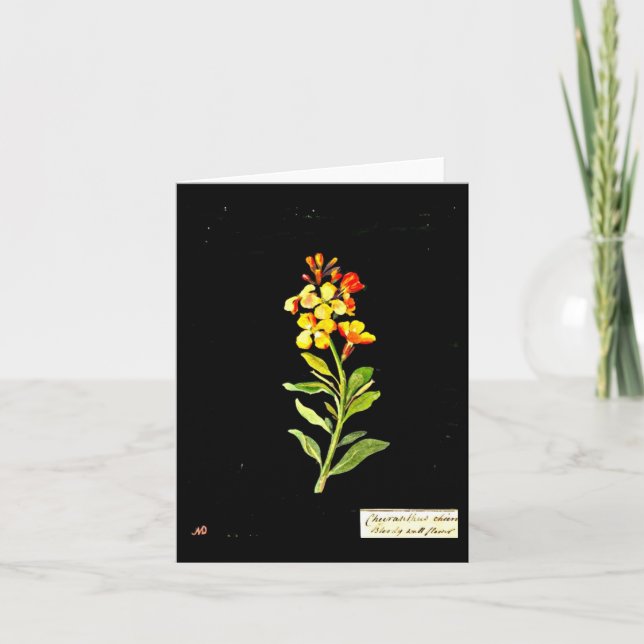 Notecard-Botanical Art-Mary Delany 16 Card (Front)