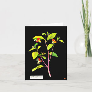 Notecard-Botanical Art-Mary Delany 7 Card
