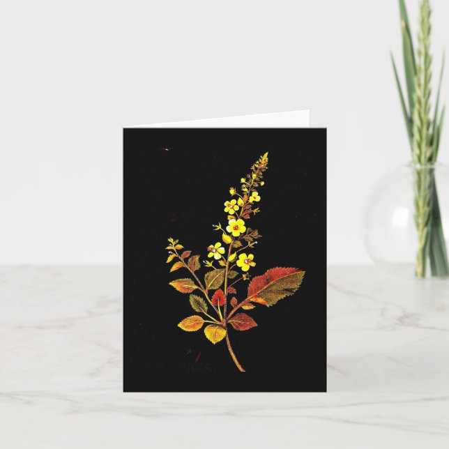 Notecard-Botanical Art-Mary Delany 8 Card (Front)