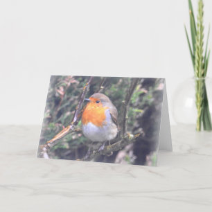 Notecard: British Robin Card