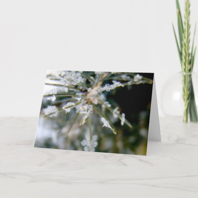 NOTECARD, Ice Crystals on Spruce Needles 1 Card (Front)
