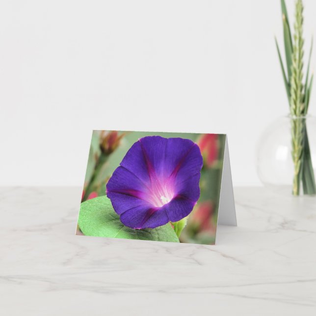 Notecard - Morning Glory (Front)