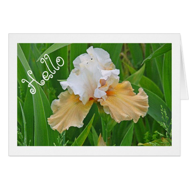 NOTECARD, PEACH AND WHITE IRIS/ HELLO /PHOTOG. (Front Horizontal)