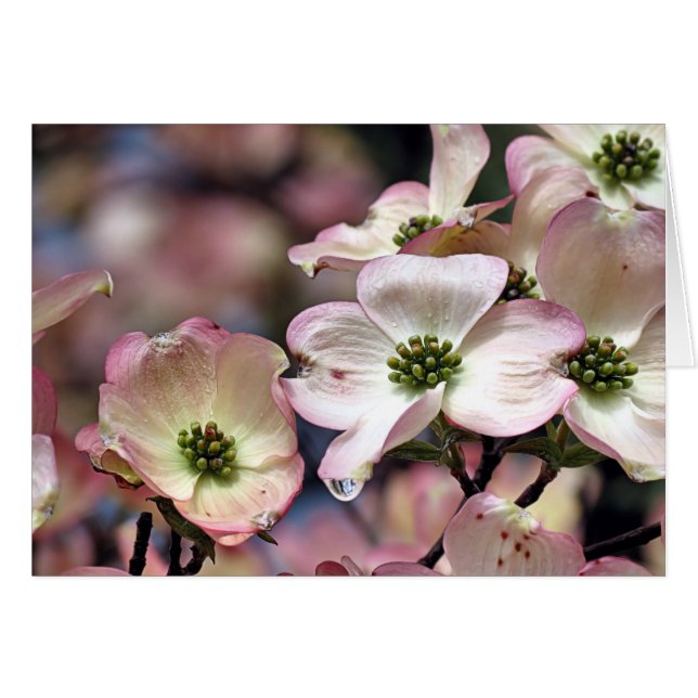 Notecard - Pink Dogwood (Front Horizontal)