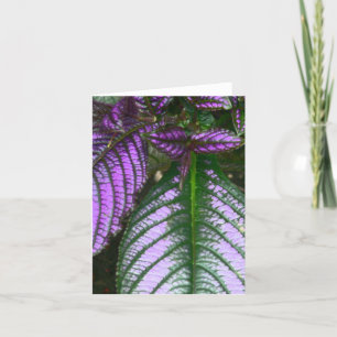 notecard/PLANT/PURPLE AND GREEN/PERSIAN SHIELD Card