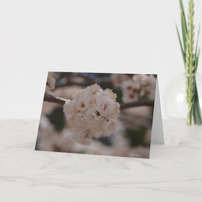 Notecard with Canadian Plum Tree Blossom (Front)