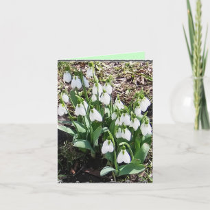 Notecard with Snowdrops!