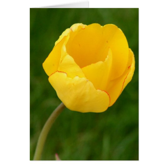 Notecard Yellow Tulip