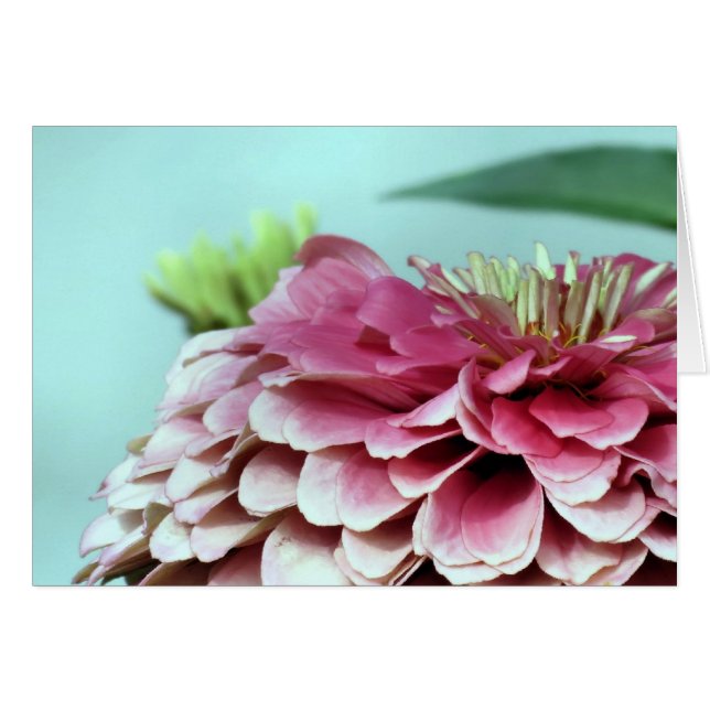 Notecard - Zinnia Petals (Front Horizontal)
