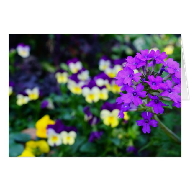 Notes of Spring (Front Horizontal)