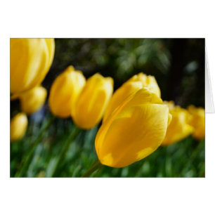 Notes of Spring ~ Tulips!