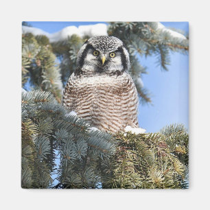 Nothern Hawk Owl Magnet 