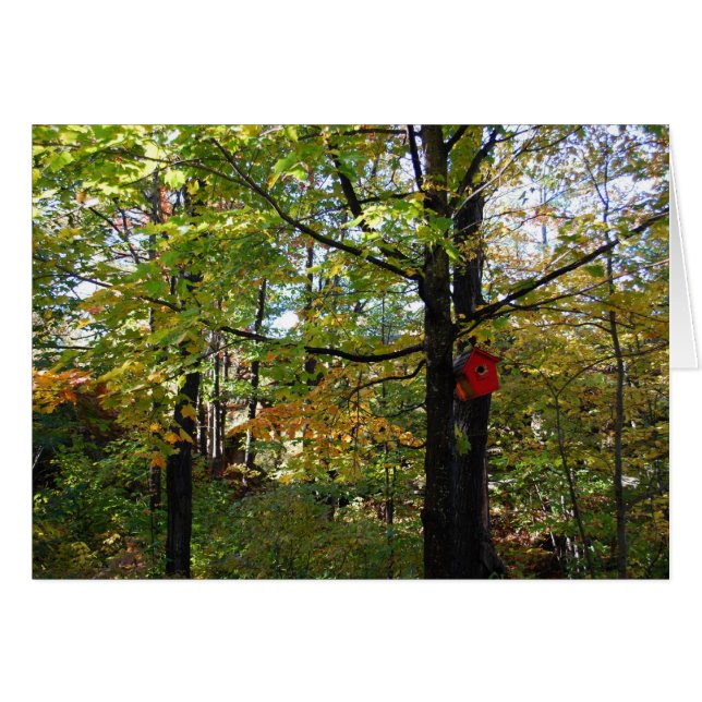 Nothern Orntario autumn forest (Front Horizontal)