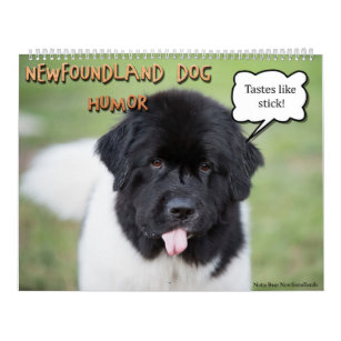Notta Bear Newfoundlands Humour Calendar
