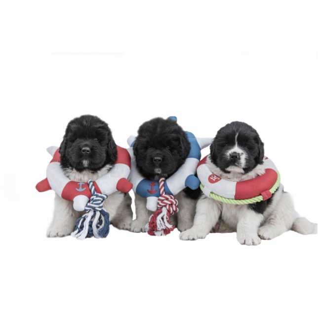 Notta Bear Newfoundlands Water Baby Sculpture Standing Photo Sculpture (Front)