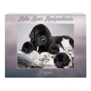 Notta Bear Newfoundlands Year of Puppies Calendar