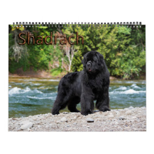 Notta Bear Newfoundlands Year of Shadrach Calendar