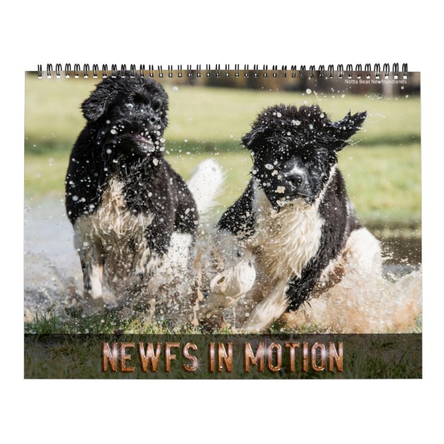 Notta Bear Newfs In Motion Calendar (Cover)