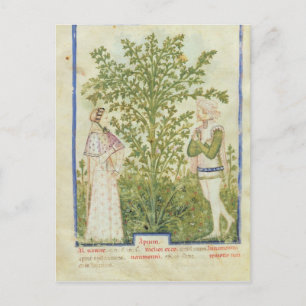 Nouv Acq Lat Celery, from 'Tacuinum Sanitatis' Postcard