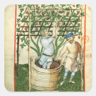 Nouv Acq Lat Gathering and pressing grapes Square Sticker