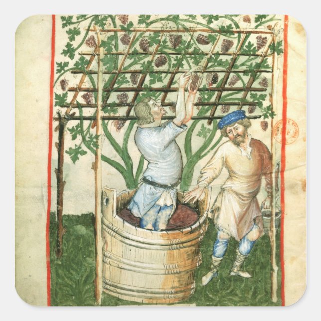Nouv Acq Lat Gathering and pressing grapes Square Sticker (Front)