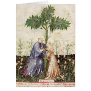 Nouv Acq LatFennel, from 'Tacuinum Sanitatis'