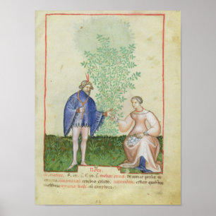 Nouv Acq LatRoses, from 'Tacuinum Sanitatis' Poster