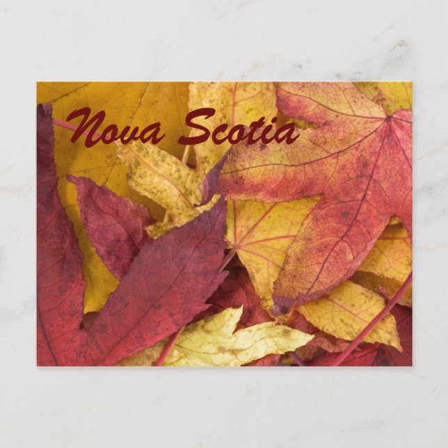 Nova Scotia Autumn Leaves Postcard (Front)