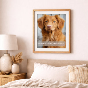 Nova Scotia Duck Toller Dog Portrait Poster