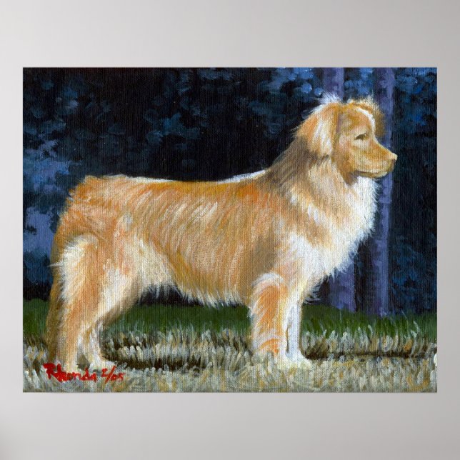 Nova Scotia Duck Tolling Retriever Dog Portrait Poster (Front)