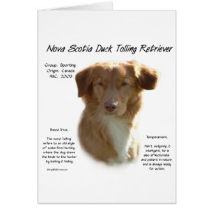 Nova Scotia Duck Tolling Retriever History Design