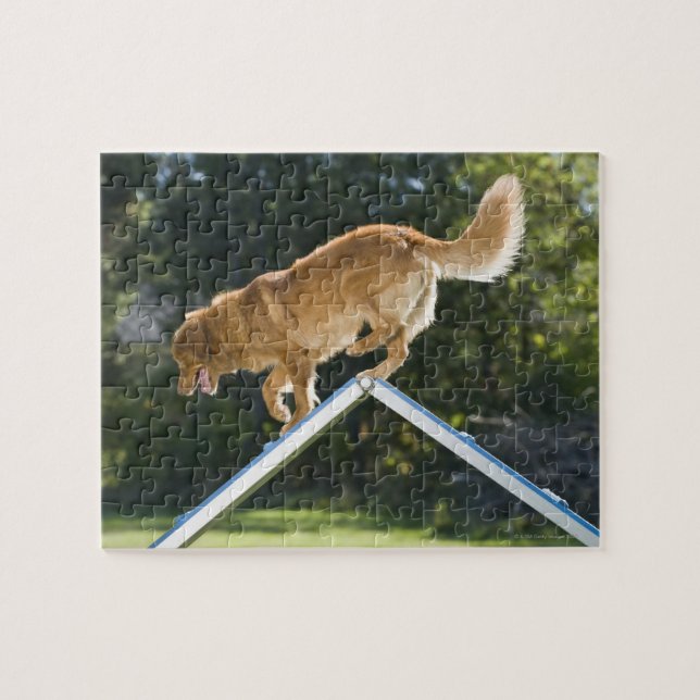 nova scotia duck-tolling retriever jigsaw puzzle (Horizontal)