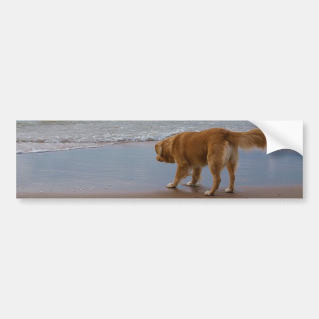 Nova Scotia Duck Tolling Retriever Ocean Cautious Bumper Sticker (Front)