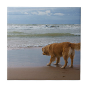 Nova Scotia Duck Tolling Retriever Ocean Cautious Tile