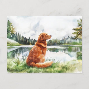 Nova Scotia Duck Tolling Retriever - Postcard