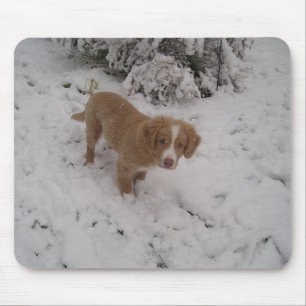 Nova_Scotia_Duck-Tolling_Retriever pup in snow Mouse Mat