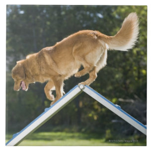 nova scotia duck-tolling retriever tile