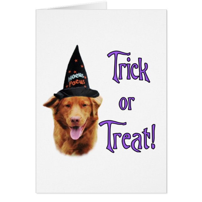 Nova Scotia Duck Tolling Retriever Trick (Front)