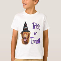 Nova Scotia Duck Tolling Retriever Trick