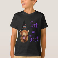 Nova Scotia Duck Tolling Retriever Trick
