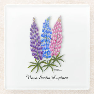 Nova Scotia Lupines Glass Coaster