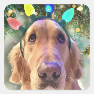 Nova the Golden Retriever - Christmas Stickers