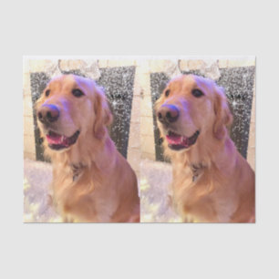 Nova the Golden Retriever Tissue Paper