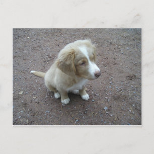 NovaScotiaDuckTollingRetriever pup sitting Postcard
