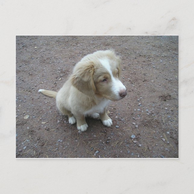 NovaScotiaDuckTollingRetriever pup sitting Postcard (Front)
