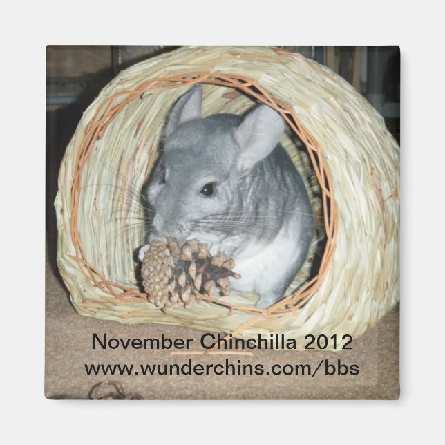 November chinchilla 2012 magnet (Front)